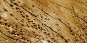 Why You Need a Termite Inspection in Sydney Before Buying a Property