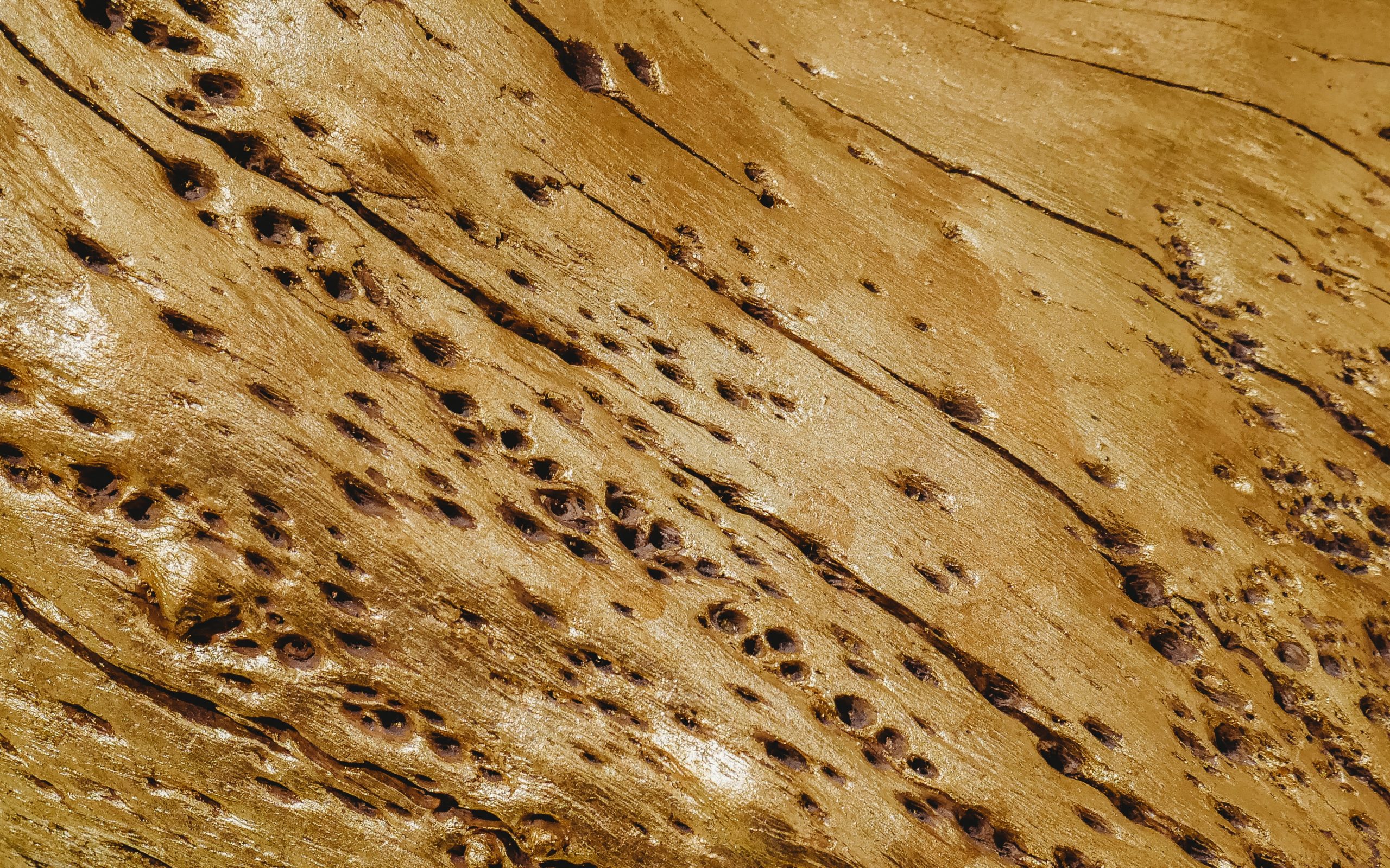 Termite Inspection Sydney