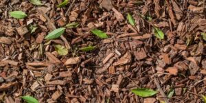 Benefits of Using Wood Chip Mulch in Your Garden