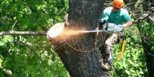 How North Shore Tree Services Protect Your Property and Trees